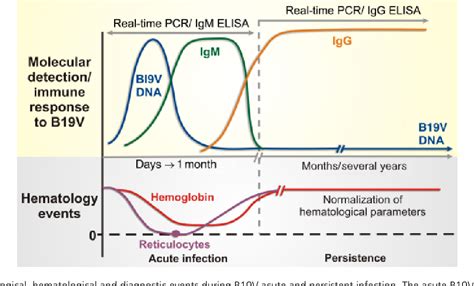 human parvovirus b19 igg positive